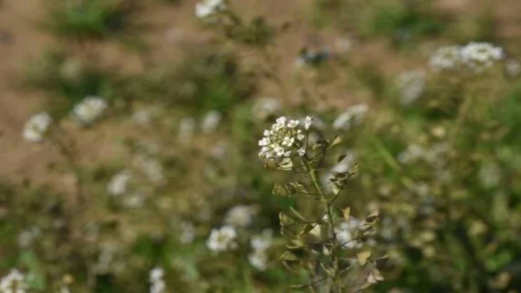 İbrahim Saraçoğlu'ndan hayat kurtaran tarif! Kalp damarlarını temizliyor, tansiyonu dengeliyor: Basurun en kesin çaresi 7